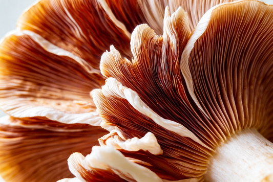 Organic Mushrooms: Nature’s Superpower for Your Health