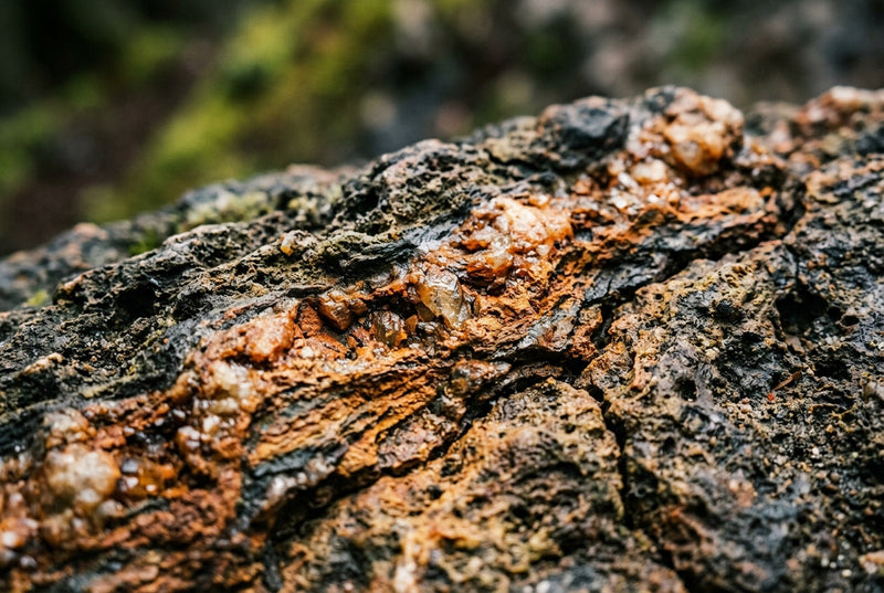 Shilajit vs. Ashwagandha: Which Adaptogen is Right for You?