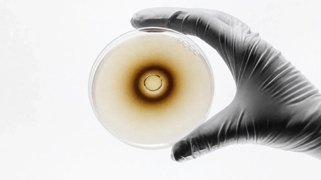 The Molecular Biology of Authentic Shilajit