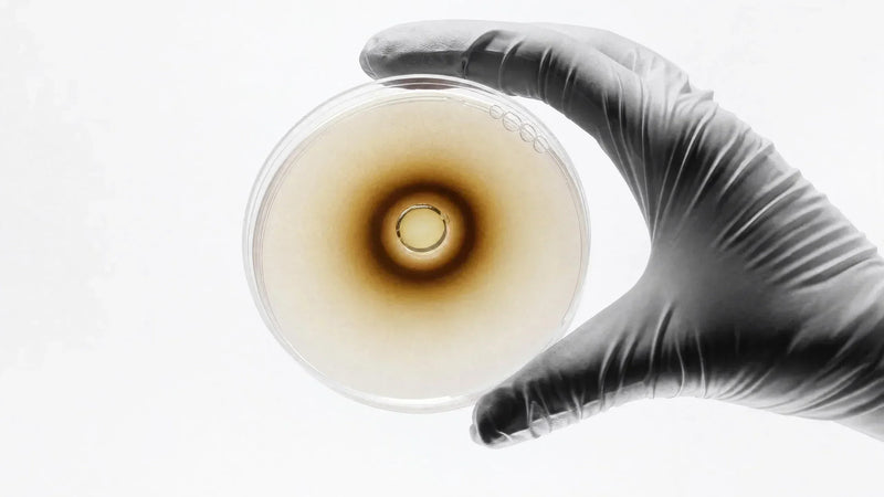 The Molecular Biology of Authentic Shilajit