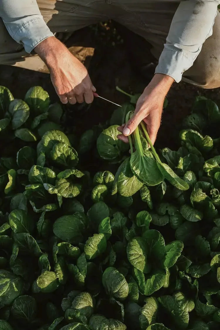 Hand-harvesting at the Altai source