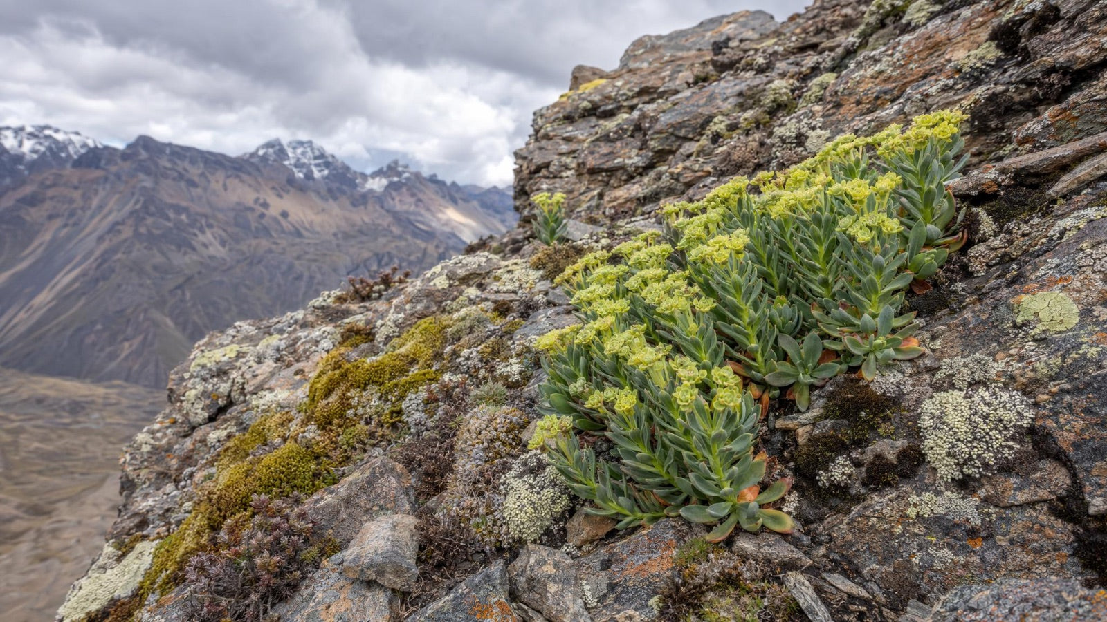 Hardy succulent alpine plants, moss and lichens growing on a bare rocky mountain slope with snow-capped peaks behind